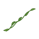 Kangkung